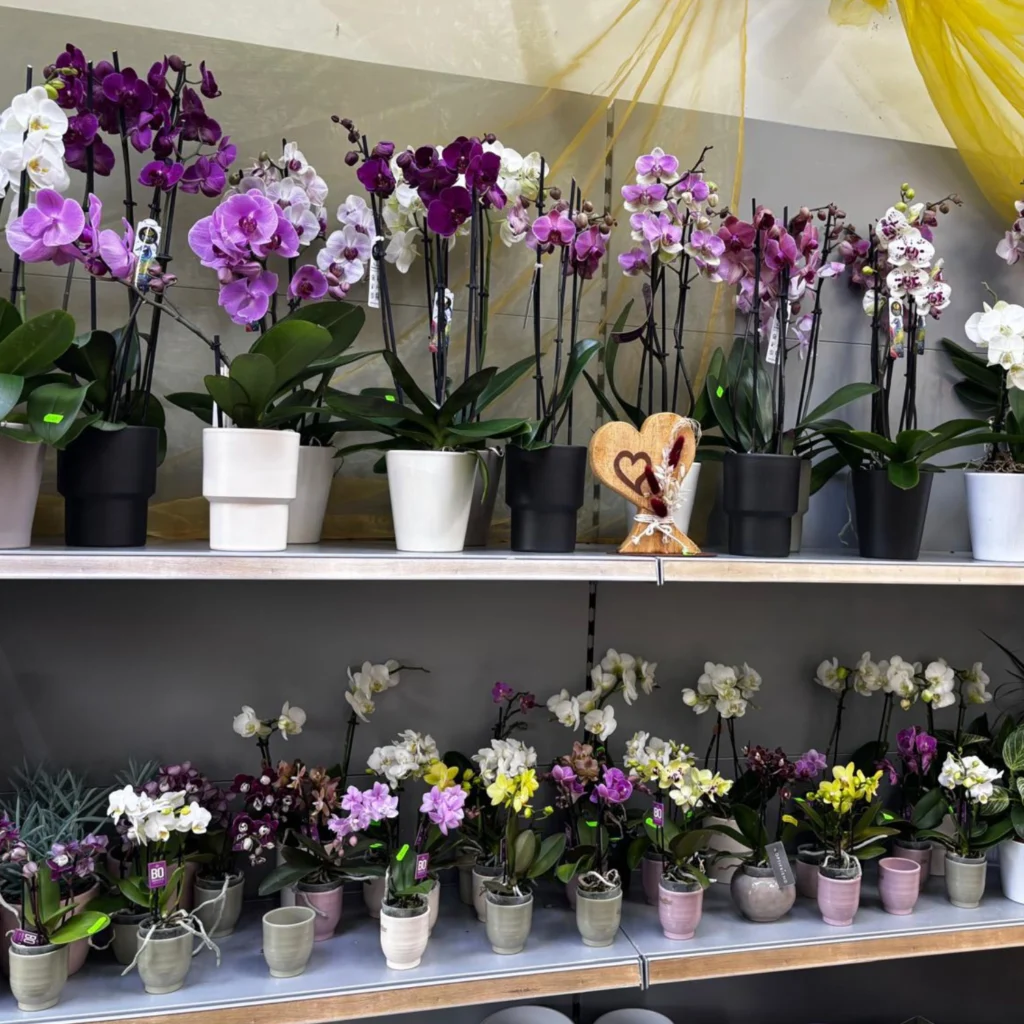 Lila Blumenarrangement mit verschiedenen Blüten